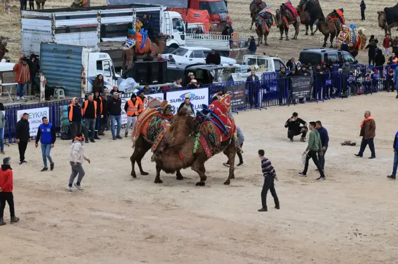 Denizli’de Geleneksel Deve Güreşi Şöleni