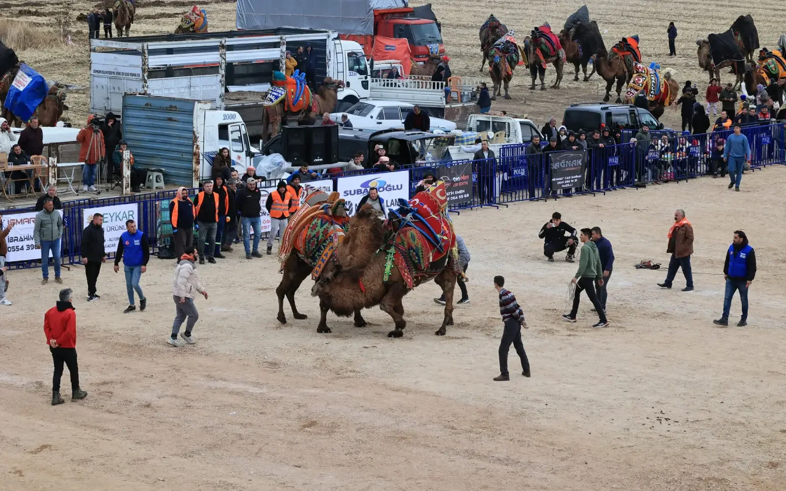 Denizli’de Geleneksel Deve Güreşi Şöleni