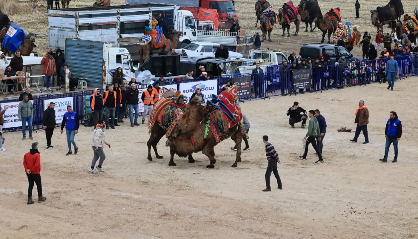 Denizli’de Geleneksel Deve Güreşi Şöleni